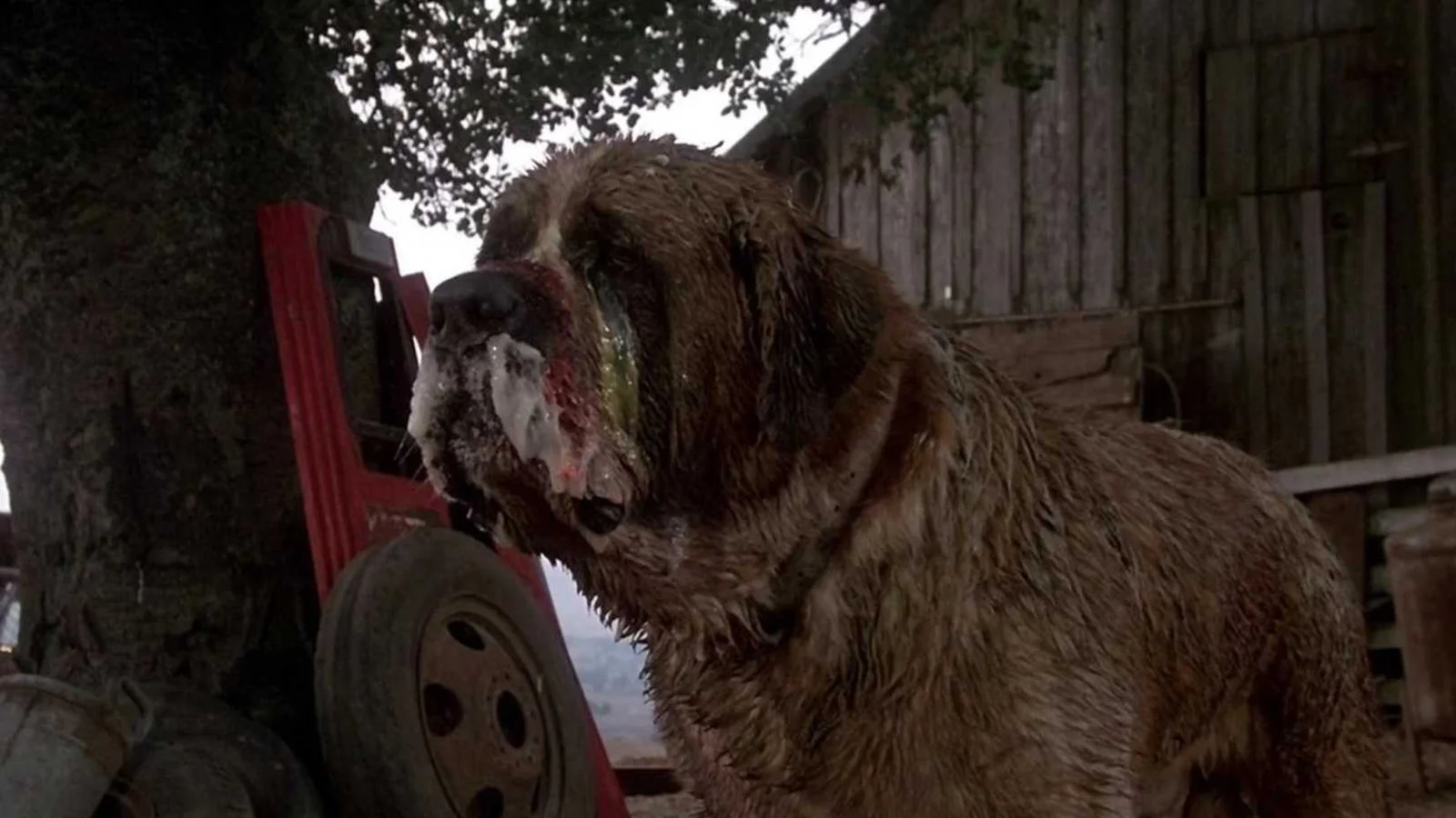 Clássico cult de Stephen King, Cujo, chega ao streaming após 43 anos