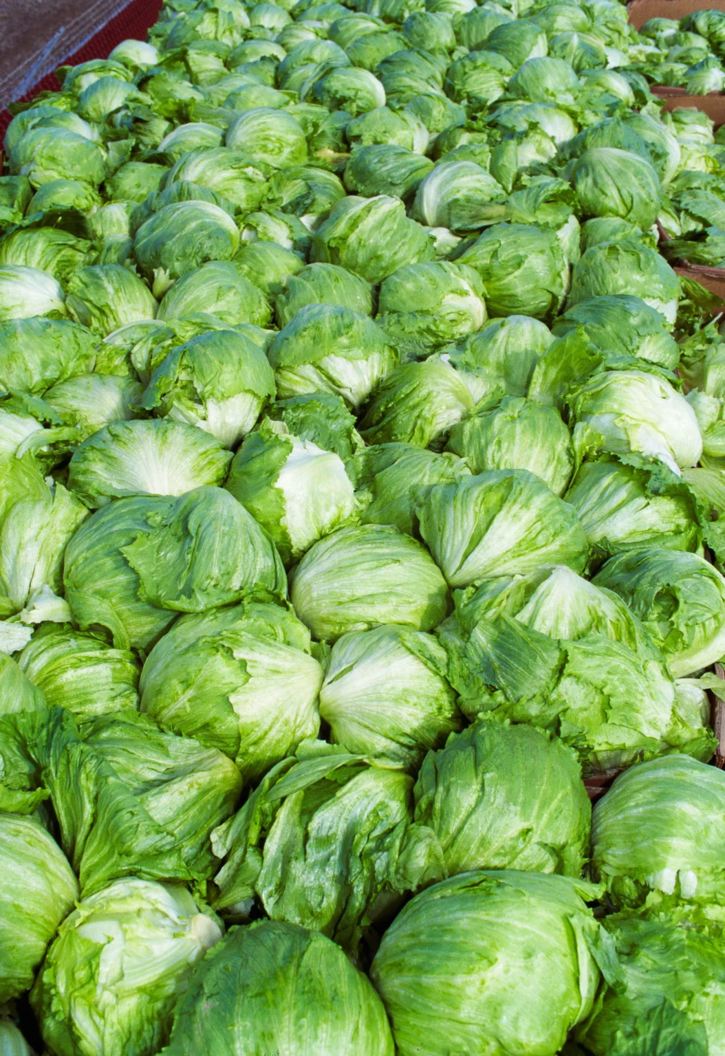 Taylor Farms retira alface iceberg dos EUA após surto de cicloporíase