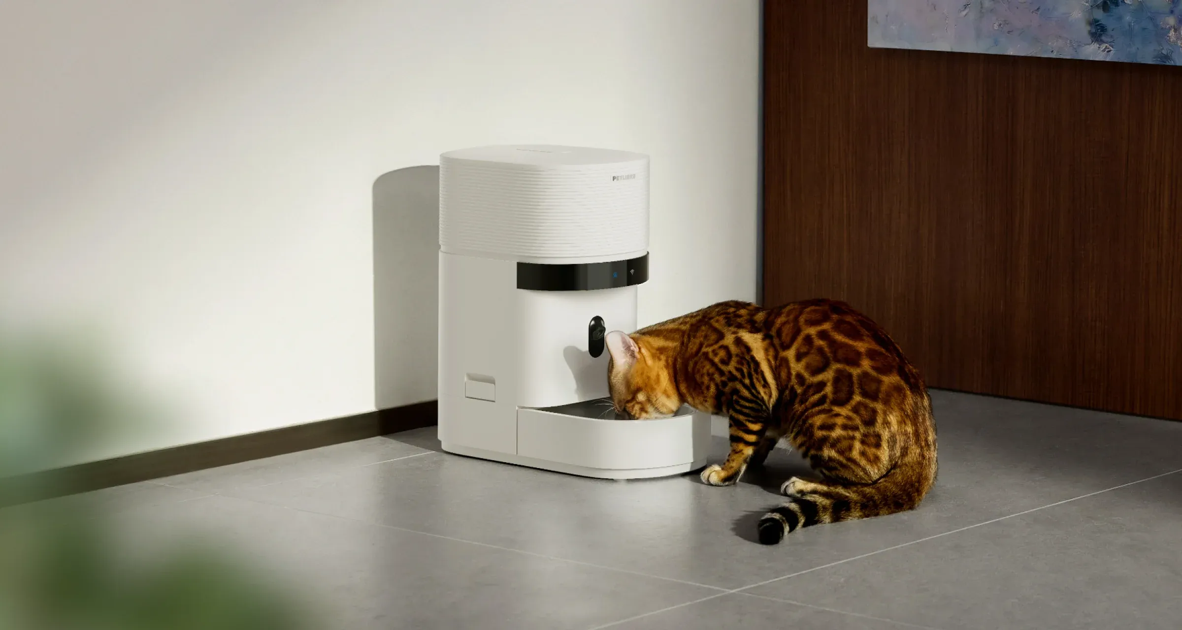 Interrupção nos alimentadores inteligentes Petlibro deixa pets sem refeições programadas