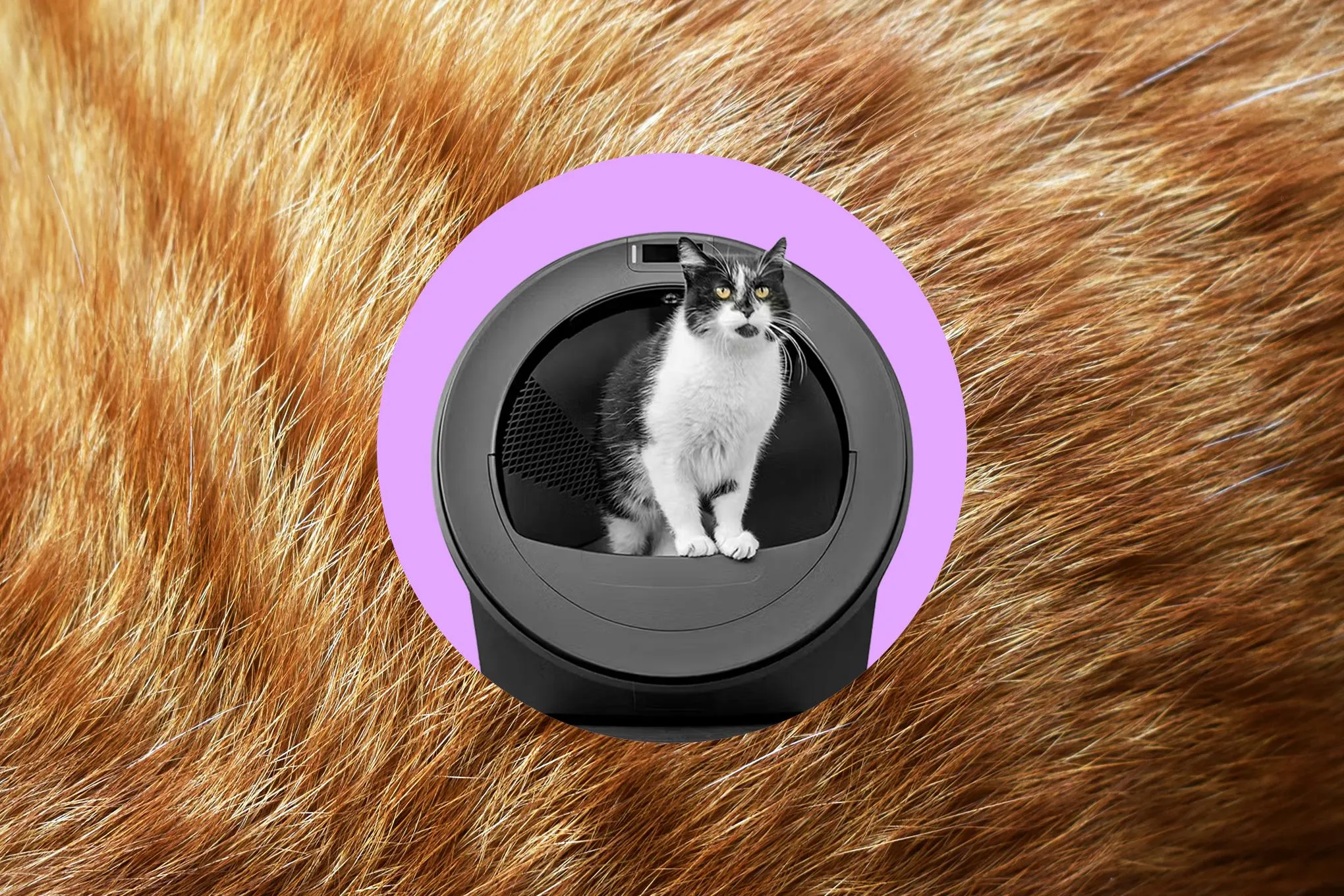 Robot de caixa de areia inteligente com IA da Whisker confunde gatinhos e não funciona como prometido