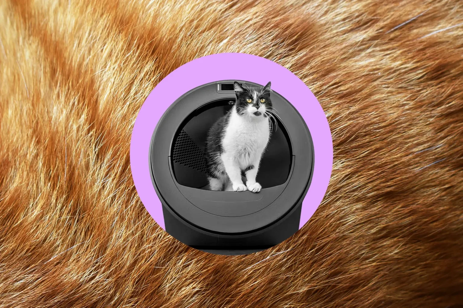 Robot de caixa de areia inteligente com IA da Whisker confunde gatinhos e não funciona como prometido