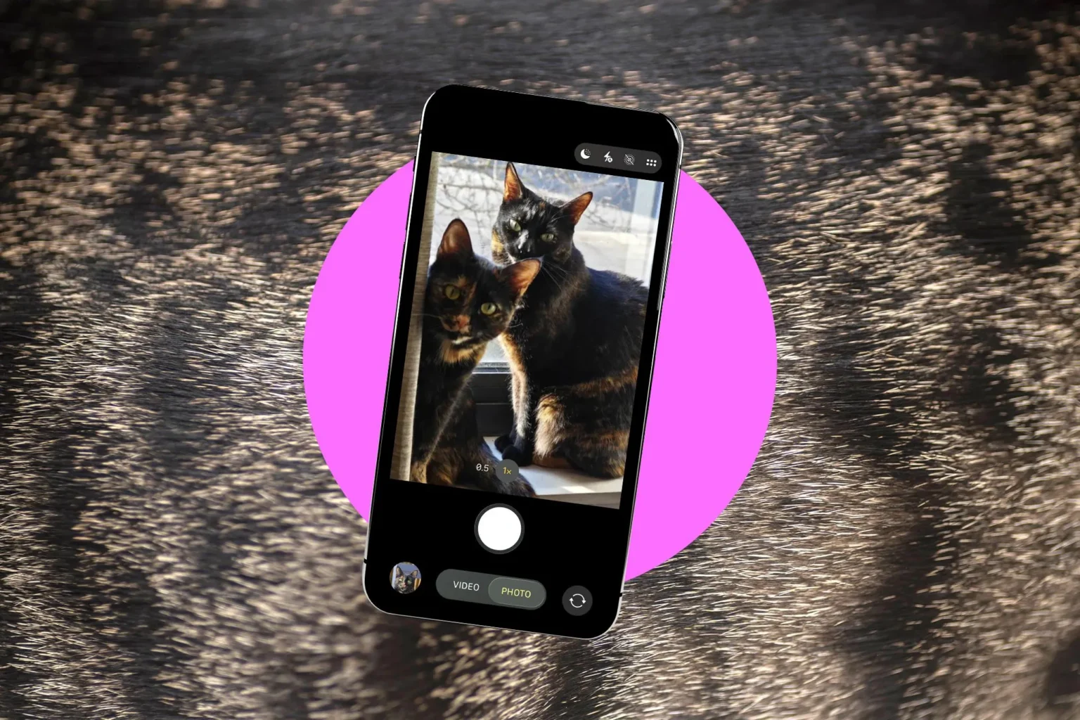 Dicas para tirar fotos melhores dos seus pets com smartphone