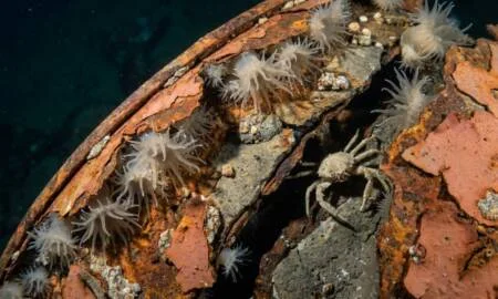 Cientistas descobrem vazamento radioativo em barris abandonados no fundo do Atlântico