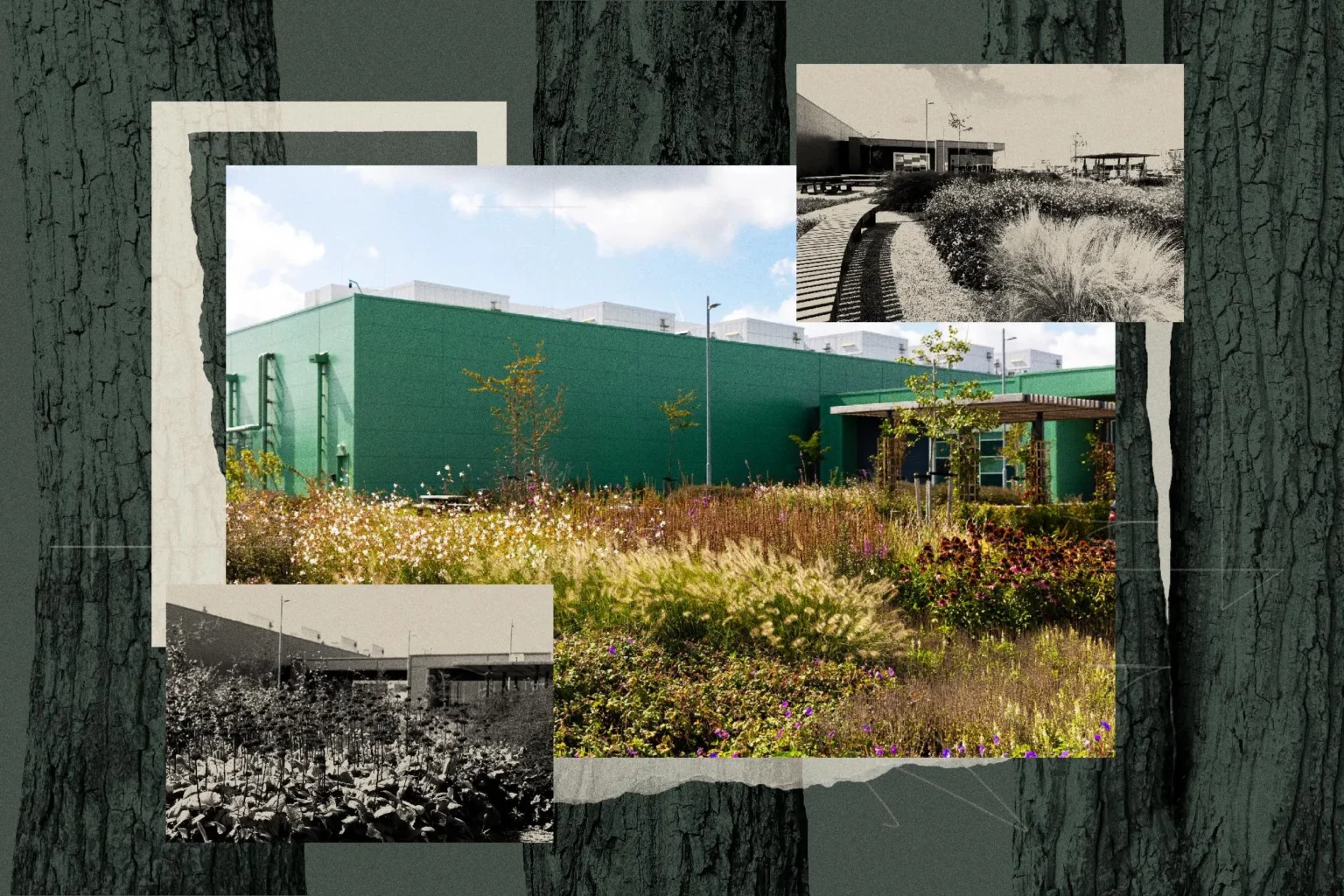Microsoft investe em biomimética para integrar data centers em meio à natureza e reduzir impactos ambientais
